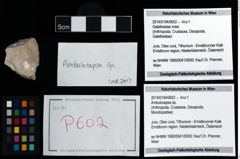 Foto (Objekt + Etikett) von Ambulocapsa sp.  (NHMW-GEO-2014-0194-0602)
